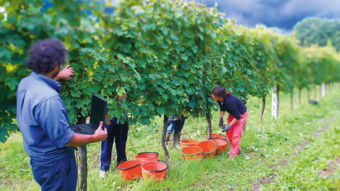 TG Blog, Vendemmia Italia 2025